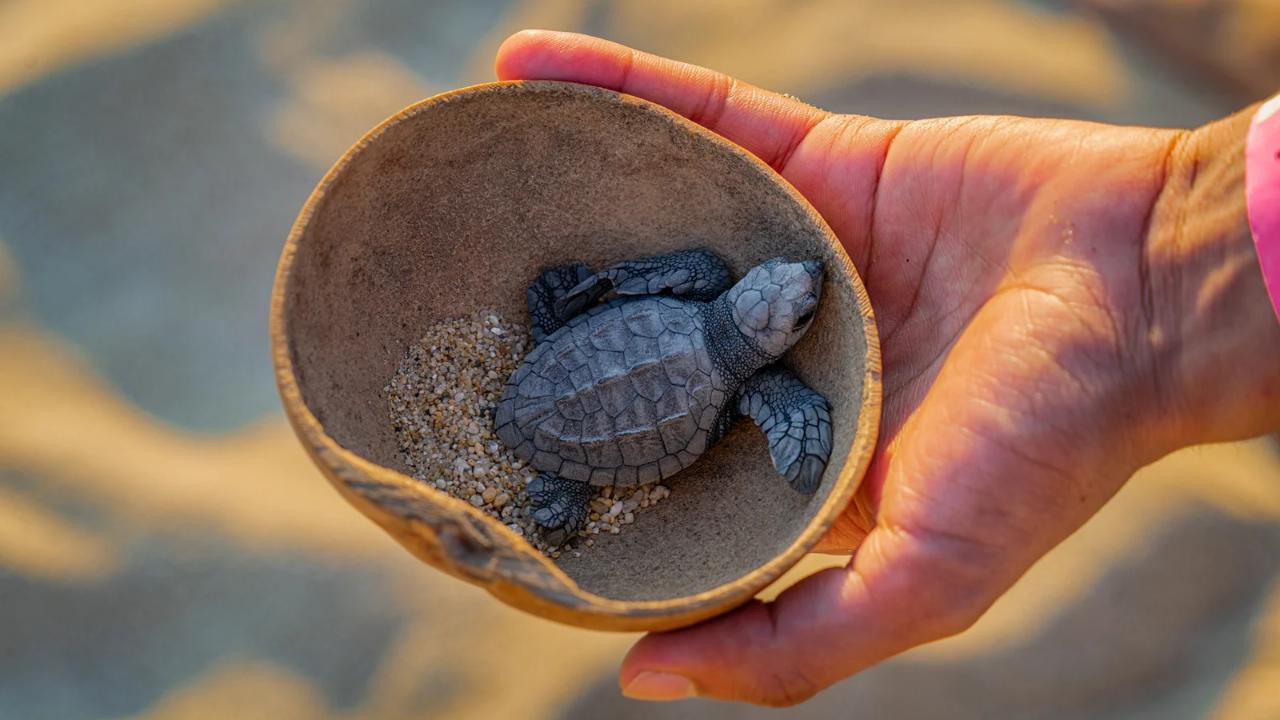 Tour Bioluminiscentes y Liberación